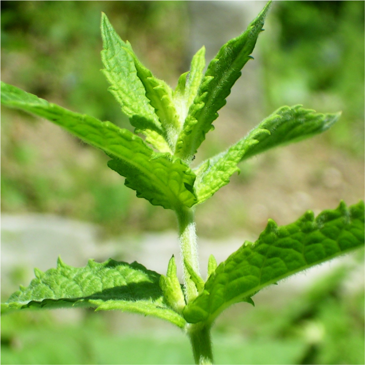 Spearmint