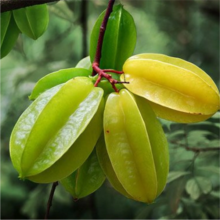 Star Fruit