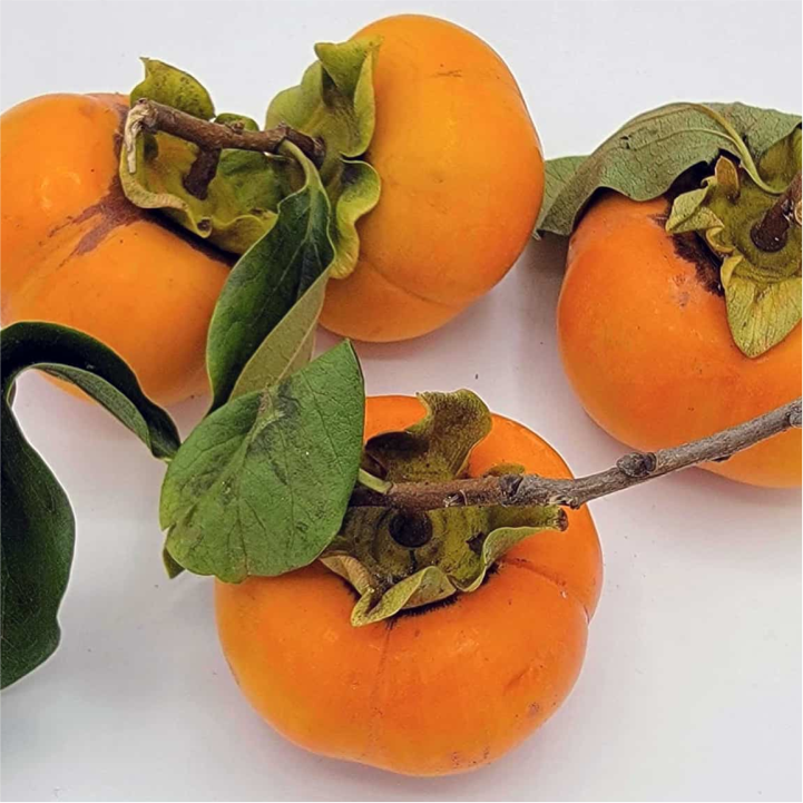 Persimmon