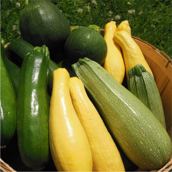 Zucchini