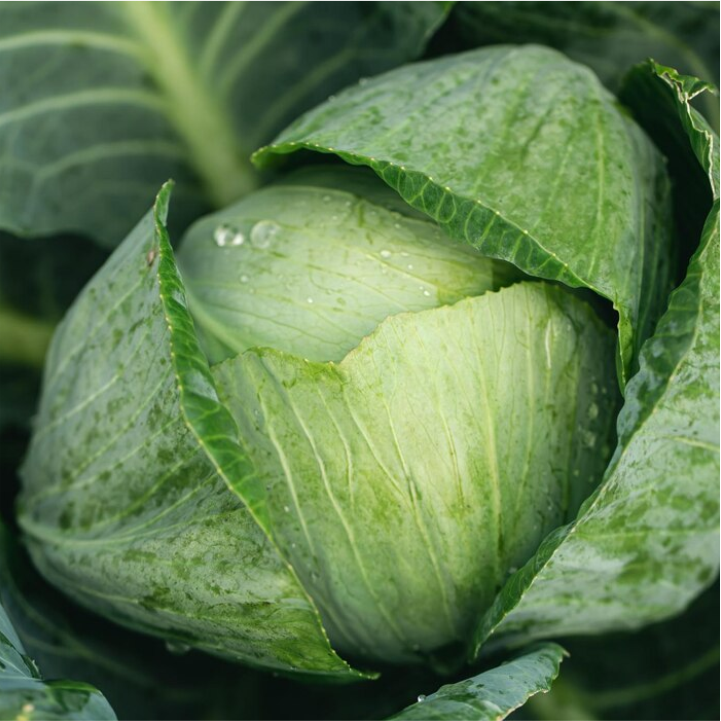 Cabbage