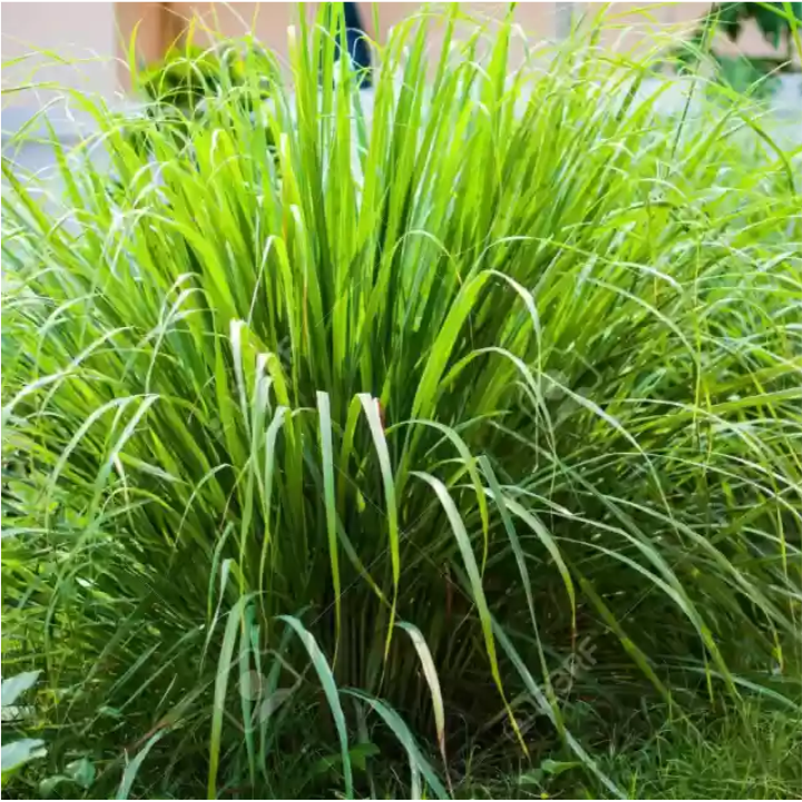Lemongrass