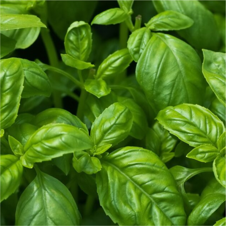 Basil