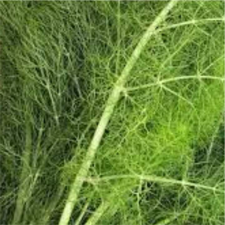 Fennel Leaves