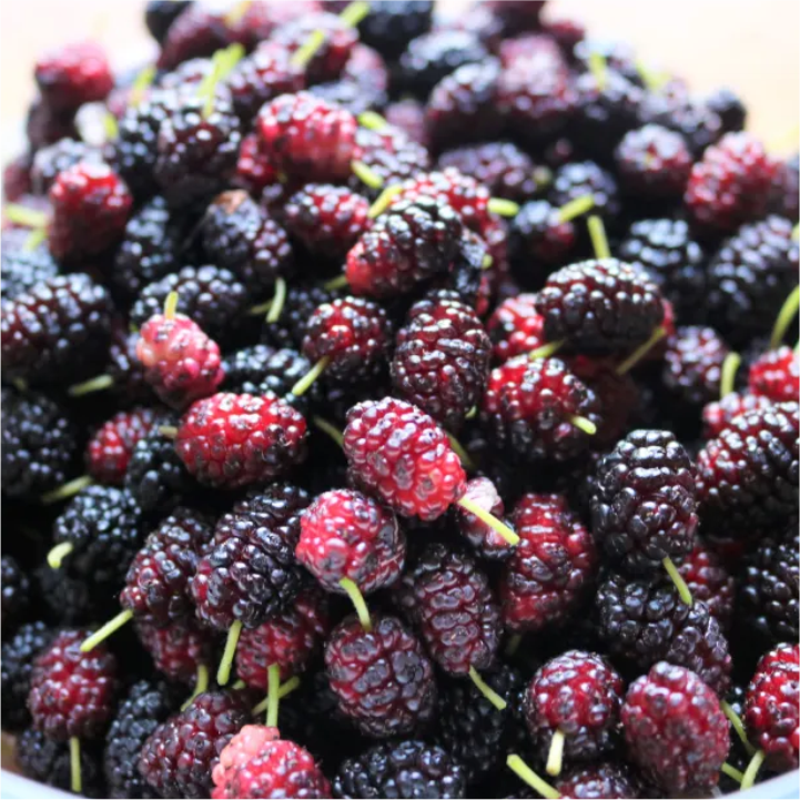 Mulberries