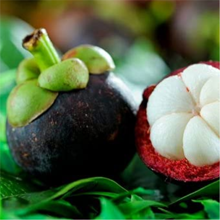 Mangosteen